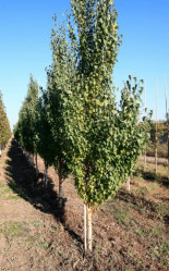 Берёза повислая Фастигиата (200/250, St-Bu, c47) ЦС./21