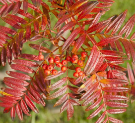 Рябина обыкновенная Аспленифолия (300/350, 8-10, c15/20) ЦС