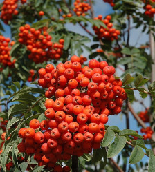 Рябина обыкновенная Россинка Майор (250/300, 8-10, c20) ЦС