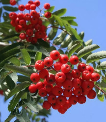 Рябина обыкновенная Шиервотер Сидлинг (175/200, c10/15) ЦС