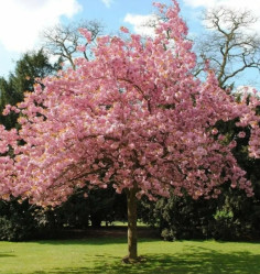 Черёмуха виргинская Шуберт (300/350, 6-8, c15/20) ЦС