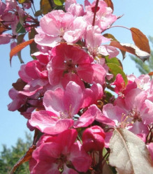 Яблоня декоративная Рудольф (175/200, c15) ЦС