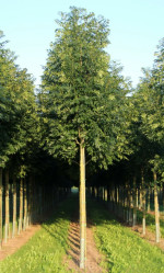 Ясень обыкновенный (175/200, c20/30) ЦС.