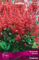 Астильба Арендса Спартан (1шт./уп.) (Солн.сад)