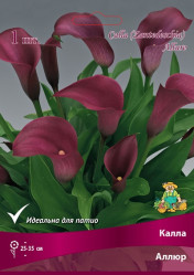 Калла Аллюр (1шт./уп.) (Солн.сад)