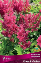 Астильба гибр. Юник Руби Ред (1шт./уп.) (Солн.сад)