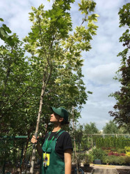 Клен остролистный Друммонди (350/+, 10-12, TC60) ЦС