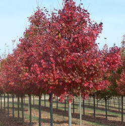 Клен остролистный Файервью (350/400, 10-12, TC60) ЦС