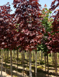 Клен остролистный Роял Ред (350/400+, 12-14, TC78/95) ЦС