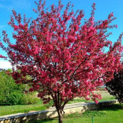 Яблоня декоративная Роялти (250/300, 8-10, TC50) ЦС./21