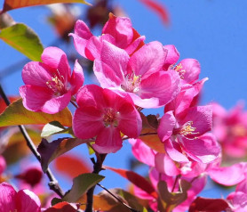 Яблоня декоративная Роялти (300/350, 12-14, TC60) ЦС./21