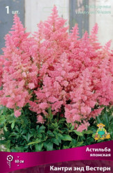 Астильба японск. Кантри энд Вестерн (1шт./уп.) (Солн.сад)