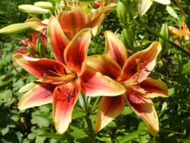 Лилия Фёст Краун (ОА-гибр.) 14/16 (2шт./уп.) (Солн.сад)