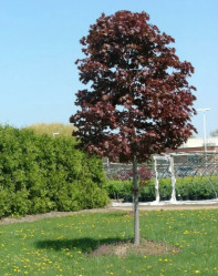 Клен остролистный Роял Ред (180/200, с15)