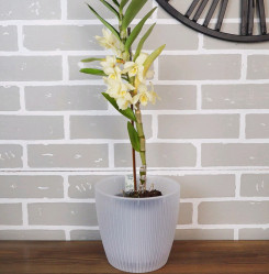 Кашпо Эви VipSet 3л. Прозрачный