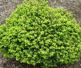 Ель обыкновенная Литтл Джем' (30/40, c10)