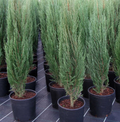 Можжевельник скальный Скайрокет (160/180, С26) ЦС