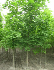 Клен остролистный (300/350, 10-12, T95) ЦС