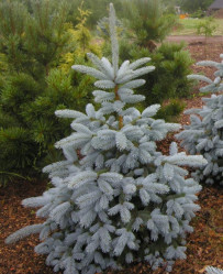 Ель колючая Мисти Блю EXTRA (160/180, WRB/Т110) ЦС