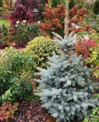 Ель колючая Мисти Блю EXTRA (200/220, WRB/Т110) ЦС