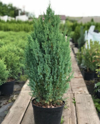 Можжевельник китайский Стрикта (40/60, c7,5)