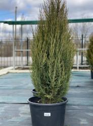 Можжевельник скальный Блю Арроу (80/100, c5) ЦС