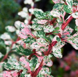 Барбарис Тунберга Наташа (с2) П.