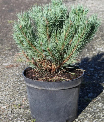 Сосна обыкновенная Ватерери (60/80, с10)