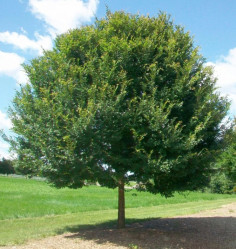 Вяз мелколистный (180/200 с10) ЦС./21