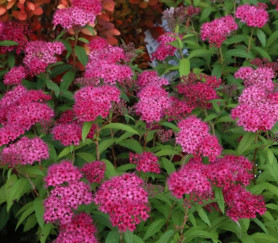 Спирея японская Дартс Ред (40/60,с 5) ЦС./21