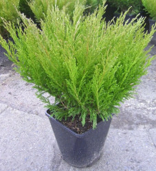 Можжевельник горизонтальный Андорра Компакт (40/50, c10) ЦС