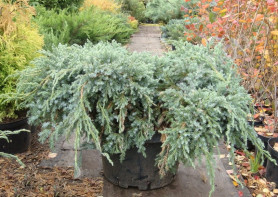 Можжевельник чешуйчатый Блю Карпет (60/80, c10) ЦС