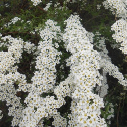 Спирея серая Грефшейм (40/50, с5) ЦС/25