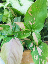 Сингониум Ред Спот (D-12)