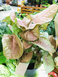 Сингониум Ред Харт (D-15)