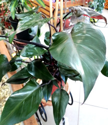 Филодендрон Руби (D-19, Н-75)