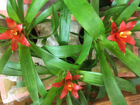 Гузмания Темпо (D-9)