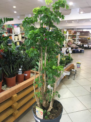 Полисциас Робл (D-27,Н-100)