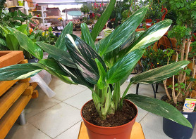 Филодендрон Кобра (D-17,Н-45)