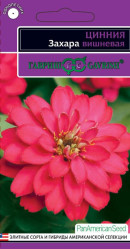 Цинния Захара вишневая 6шт. (Гавриш)