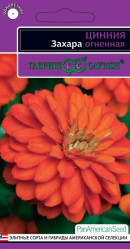Цинния Захара огненная 6шт. (Гавриш)