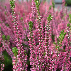 Вереск обыкн. Марлис Поиск