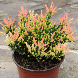 Вереск обыкн. Спринг Точ Поиск