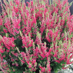 Вереск обыкн. Дарк Бьюти Поиск