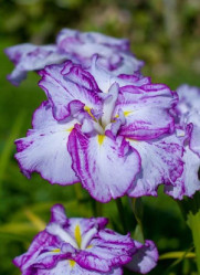 Ирис японский Арлекуинеск (1шт./уп.) (Солн.сад)