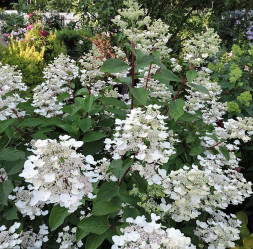 Гортензия метельчатая Дартс Литтл Дот (30/50, c7,5) ЦС