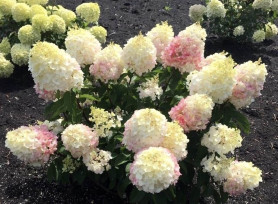 Гортензия метельчатая Литтл Блоссом (30/50, c7,5) ЦС