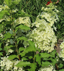 Гортензия метельчатая Перл Д'Аутомн (30/50, c7,5) ЦС