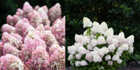 Гортензия метельчатая Роял Флауэр (30/50, c7,5) ЦС