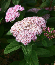 Спирея японская Грин энд Голд (20/40, c5) ЦС